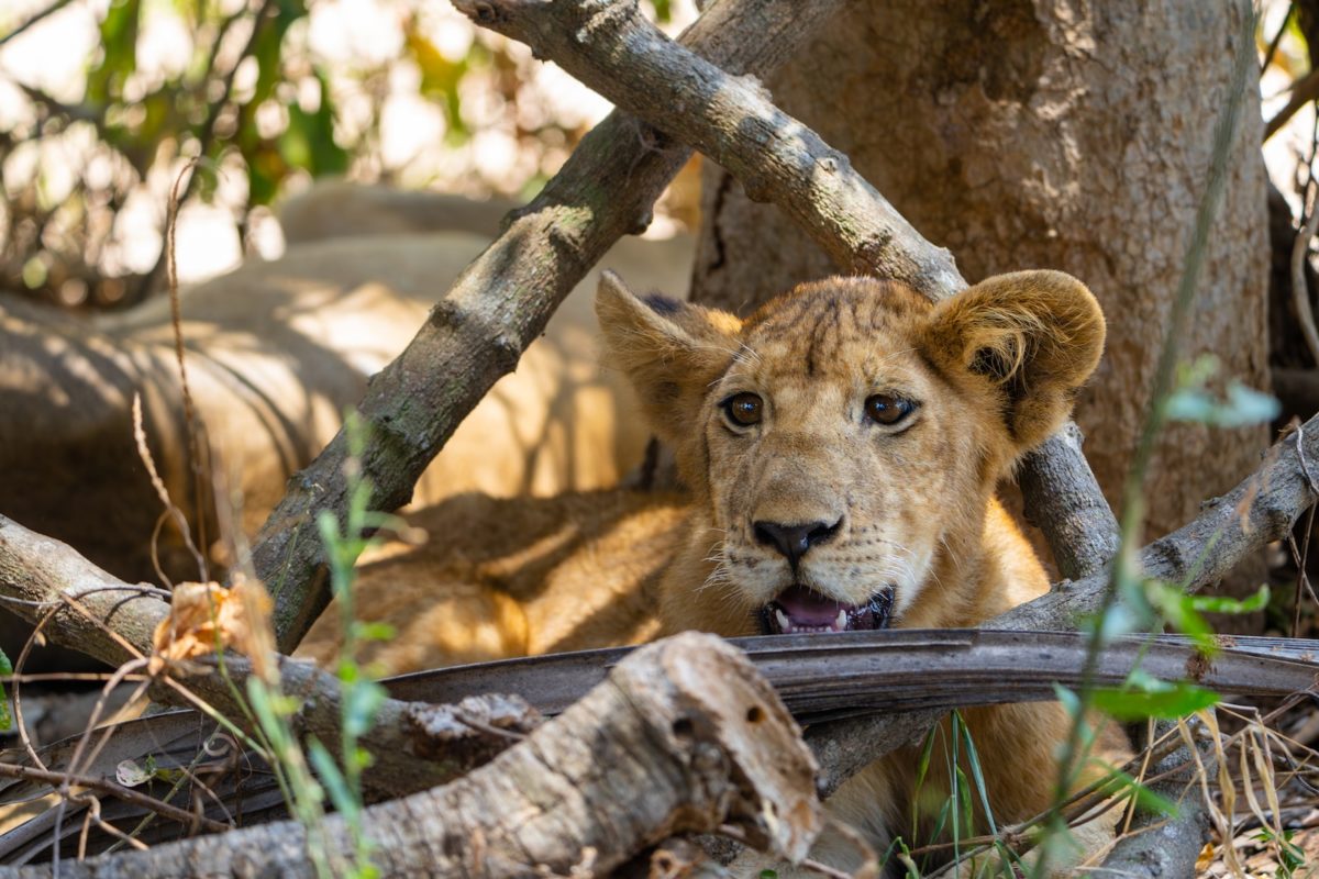 Selous Park, Tanzania