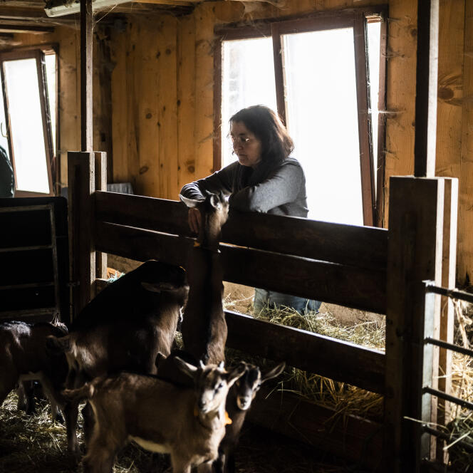 Frédérique Giovanni, on her Bambois goat farm, in Lapoutroie (Haut-Rhin), 26 April 2024. 