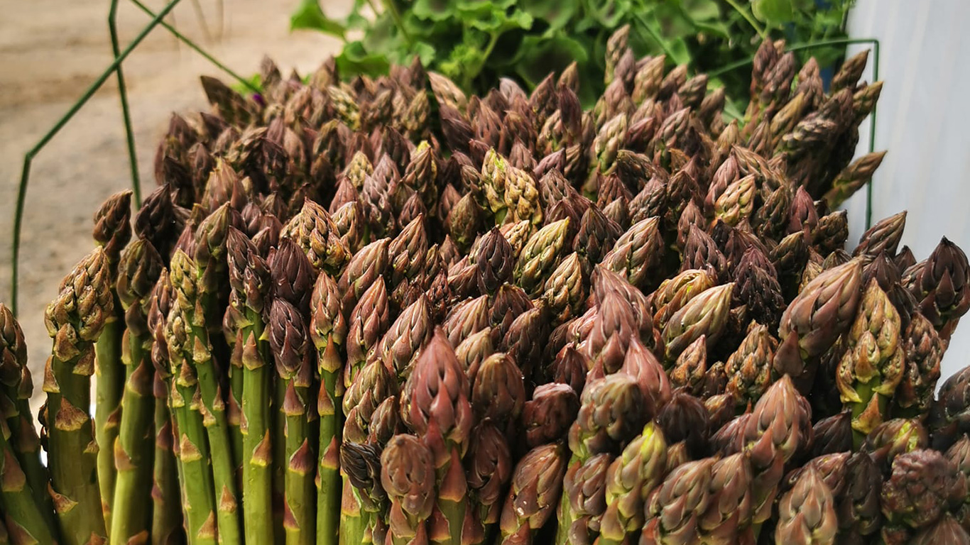 The asparagus harvest is starting slowly but surely