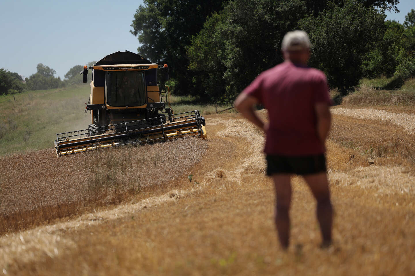 Rainy weather penalizes cereal yields